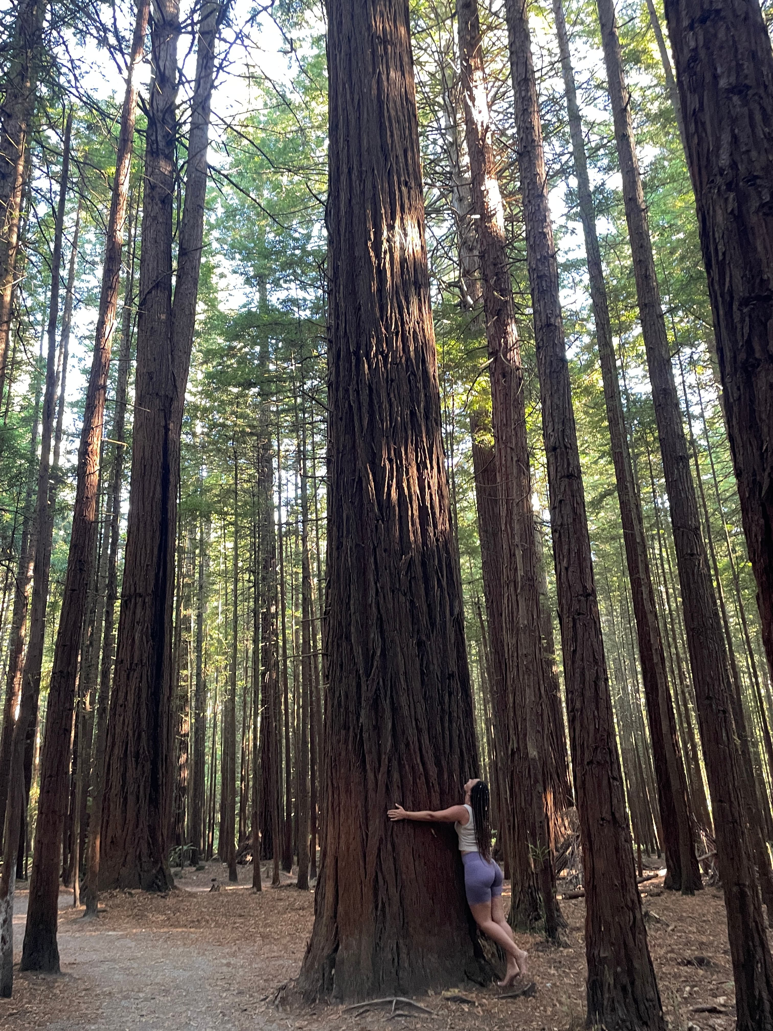 Woman hugging a massive redwood tree trunk in a towering forest with dappled sunlight.