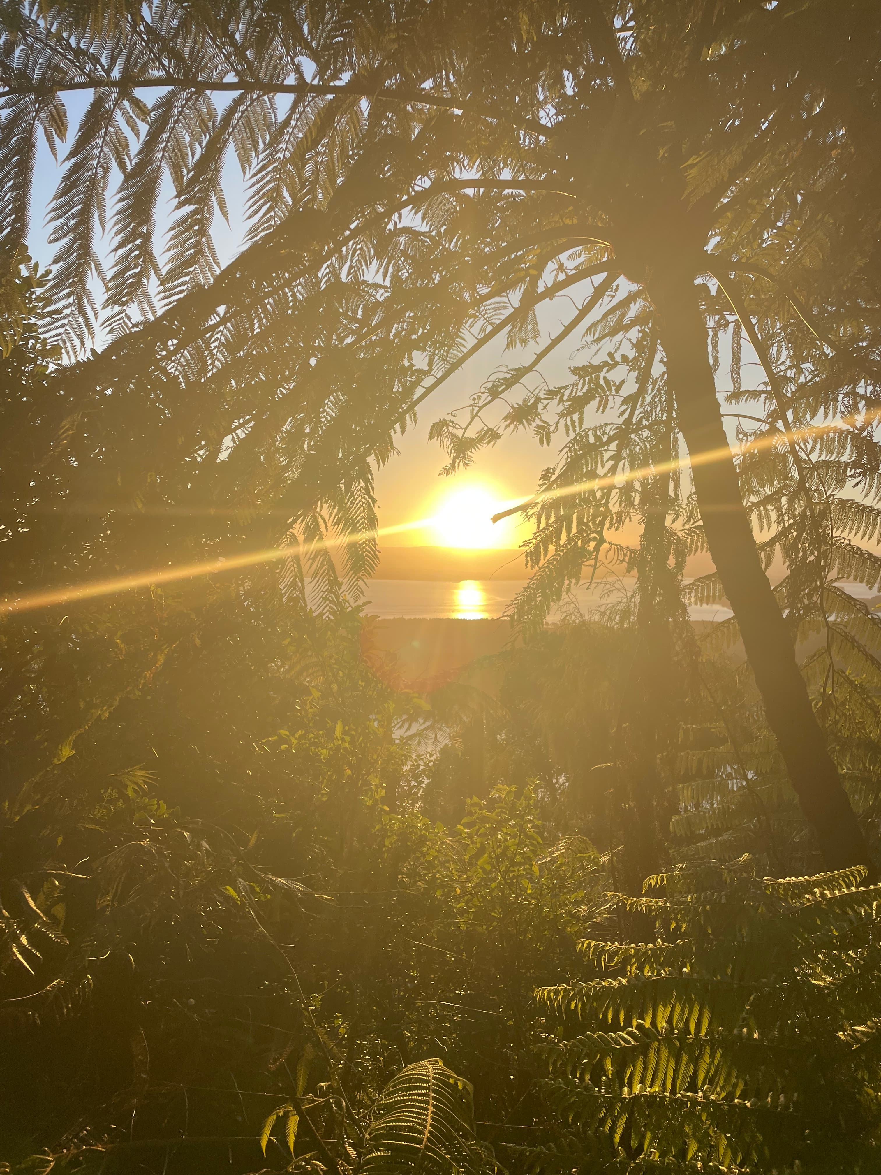 Golden sunset viewed through lush fern fronds, reflecting off a calm body of water.
